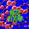 寒梅的头像