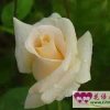 清淡如菊的头像