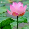 佛圆(拒私)的头像