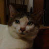 猫咪的头像