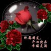 玫瑰的头像