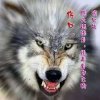独狼的头像