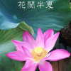 花开·半夏的头像
