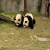 我爱大熊猫的头像