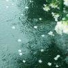 听雨的头像