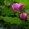 荷莲花的头像