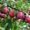 雪英的头像