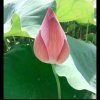 春暖花开的头像