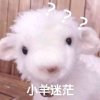 咦的头像