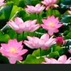 玫瑰花的头像