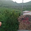 雨中花的头像