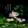 梅花语，《各位好友，三年以后凯歌里再相见》的头像