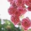 芳芳的头像