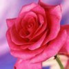 花的头像