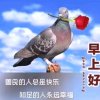 相聚飞鸽的头像