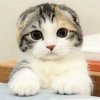 ╰☆曐曐旳願朢☆╮的头像