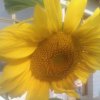 向日葵的开放的头像