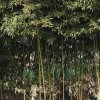 杨长芹的头像
