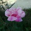 红叶的头像