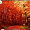 红色金秋《拒私信》的头像