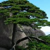 缘的头像