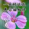 一帆风顺的头像