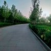 青青河边草的头像