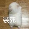 不可遗忘的一隅的头像