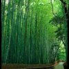 我爱我家的头像