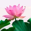 知音《退出》的头像