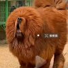 羔羊的头像