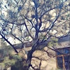 静女「涛妃」的头像