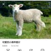  小绵羊的头像