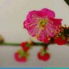 梦缘的头像