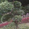 无言的结局的头像