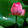 ღ᭄ꦿ从无到有࿐在水一芳16徒的头像