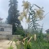 尼苏么的头像