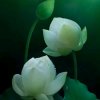 释传音的头像