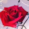 玫瑰的头像