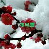 夜风雪的头像