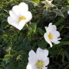 幸运星的头像