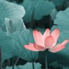 梅花的头像