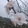 踏雪无痕的头像