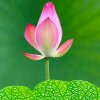 雁过留声的头像
