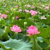 满池荷香的头像