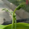 吼呗！的头像