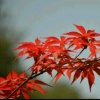 红叶的头像