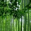 健康长乐的头像