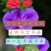 幸福的头像