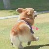 杨狗狗的头像